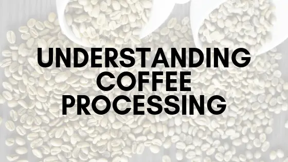 Understanding Coffee Processing