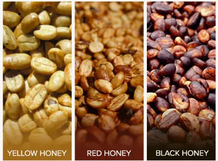 Yellow honey, red honey, black honey process methods